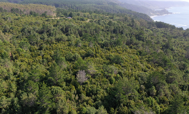 Venta de 11,68 Ha en Corral, sector Quitaluto