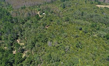 Venta de 11,68 Ha en Corral, sector Quitaluto