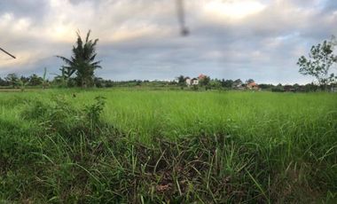 RARE! 2,450 Sqm Freehold Land for Sale With Views Of Rice Field on Sayan Main Road, Ubud