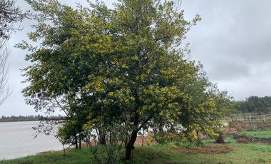 PARCELA CON CASA A ORILLA DE LAGO RAPEL