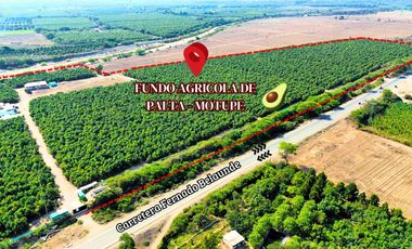 Oportunidad De Inversión Venta De Fundo De Palto En Motupe.(G.YALICO)