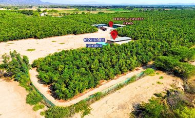 Oportunidad De Inversión Venta De Fundo De Palto En Motupe.(G.YALICO)