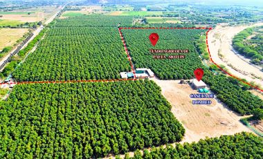 Oportunidad De Inversión Venta De Fundo De Palto En Motupe.(G.YALICO)