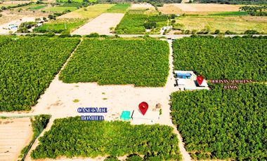 Oportunidad De Inversión Venta De Fundo De Palto En Motupe.(G.YALICO)