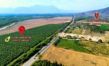 Oportunidad De Inversión Venta De Fundo De Palto En Motupe.(G.YALICO)