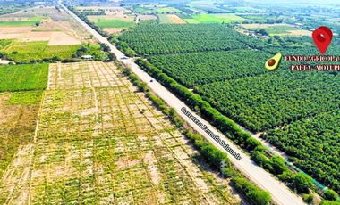 Oportunidad De Inversión Venta De Fundo De Palto En Motupe.(G.YALICO)