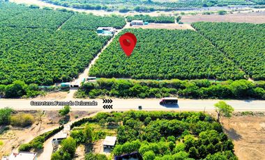 Oportunidad De Inversión Venta De Fundo De Palto En Motupe.(G.YALICO)
