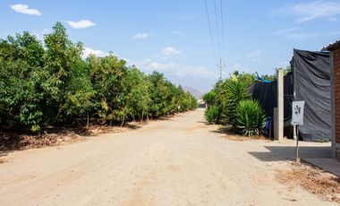 Oportunidad De Inversión Venta De Fundo De Palto En Motupe.(G.YALICO)