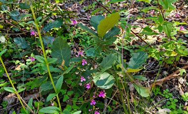 TERRENO UBICADO EN CAPULA MINERAL DEL CHICO, COLINDA CON EL RÍO $46 EL M2