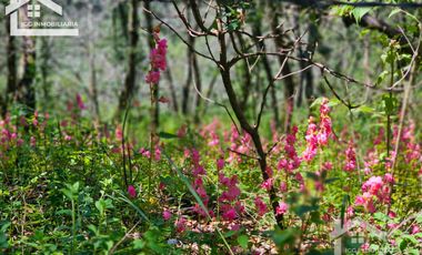 TERRENO UBICADO EN CAPULA MINERAL DEL CHICO, COLINDA CON EL RÍO $46 EL M2