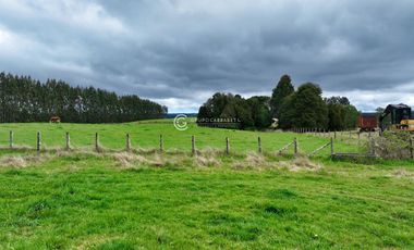 CAMPO 82 HA LOS MUERMOS
