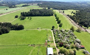 CAMPO 82 HA LOS MUERMOS