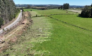 CAMPO 82 HA LOS MUERMOS