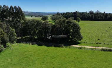 CAMPO 82 HA LOS MUERMOS