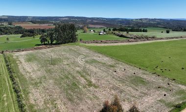 CAMPO 82 HA LOS MUERMOS