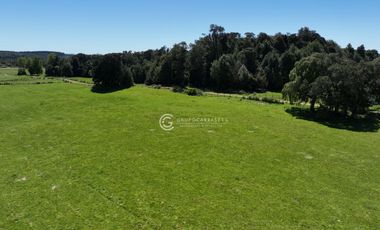 CAMPO 82 HA LOS MUERMOS