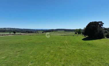 CAMPO 82 HA LOS MUERMOS