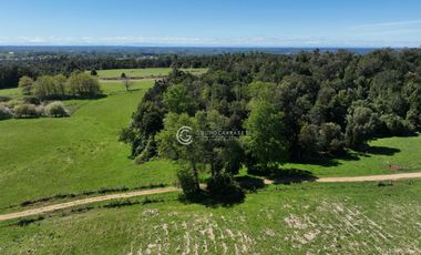 CAMPO 82 HA LOS MUERMOS
