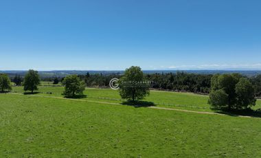 CAMPO 82 HA LOS MUERMOS