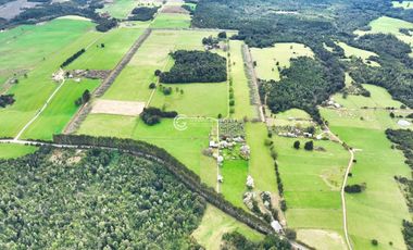 CAMPO 82 HA LOS MUERMOS