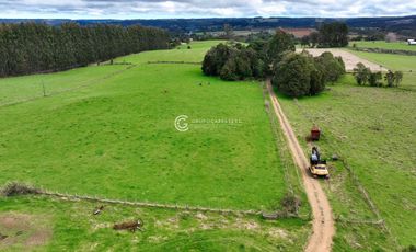 CAMPO 82 HA LOS MUERMOS