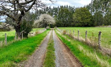 CAMPO 82 HA LOS MUERMOS