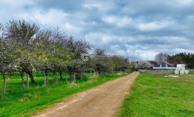 CAMPO 82 HA LOS MUERMOS