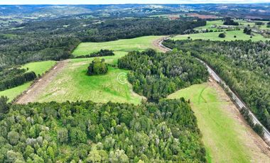 CAMPO 76 HA LOS MUERMOS
