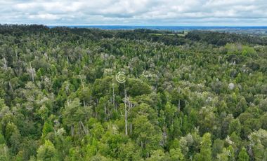 CAMPO 76 HA LOS MUERMOS
