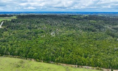 CAMPO 76 HA LOS MUERMOS