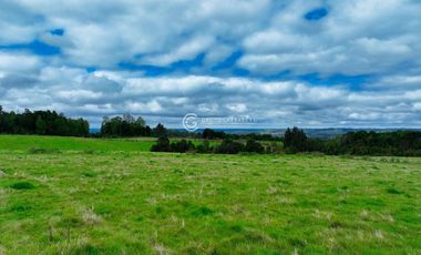 CAMPO 76 HA LOS MUERMOS