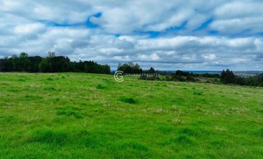 CAMPO 76 HA LOS MUERMOS
