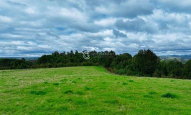 CAMPO 76 HA LOS MUERMOS