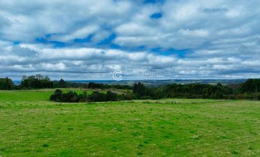 CAMPO 76 HA LOS MUERMOS