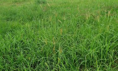 TERRENO EN VENTA, COLINAS DE SANTA ANITA, TLAJOMULCO DE ZUÑIGA