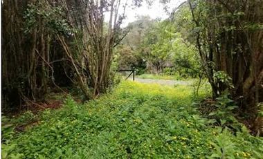 PARCELA, BOSQUE NATIVO, PUERTO VARAS