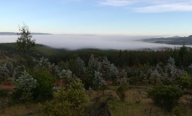 PARCELA COMUNA CUREPTO PUEBLO GUALLECO,TALCA
