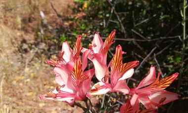 PARCELA COMUNA CUREPTO PUEBLO GUALLECO,TALCA