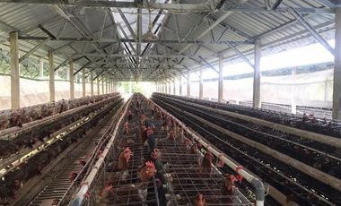 Kandang Ayam di Kesamben Blitar: Jual Cepat, Harga Bersahabat