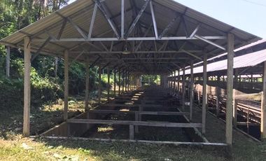 Kandang Ayam di Kesamben Blitar: Jual Cepat, Harga Bersahabat