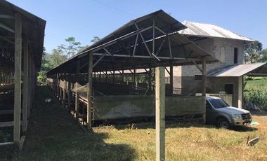 Kandang Ayam di Kesamben Blitar: Jual Cepat, Harga Bersahabat