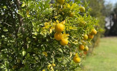 Parcela en Condominio El Trebolar - Calera de Tango