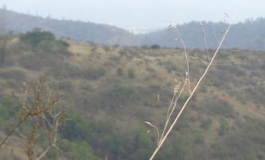 Venta Casablanca  Parcela 6732 mt2 Reserva Puro Caballo, Casablanca