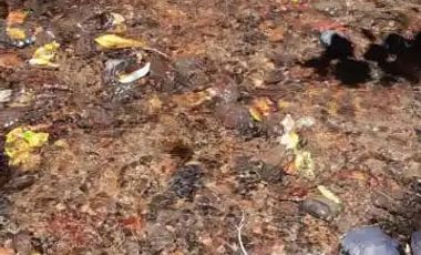 PARCELA DE 1 HECTÁREA EN SECTOR CASA BLANCA VALDIVIA