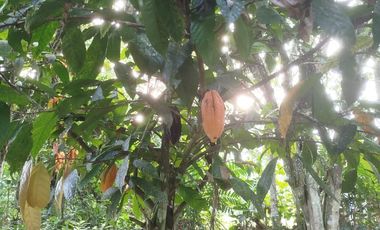 VENDO HERMOSA QUINTA EN PUERTO QUITO A ORILLAS CAONI