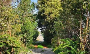 PARCELA, AVELLANOS DE TRAPEN, PUERTO MONTT