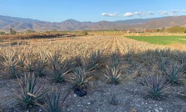 SE VENDE TERRENO EN SANTA MARIA EL TULE
