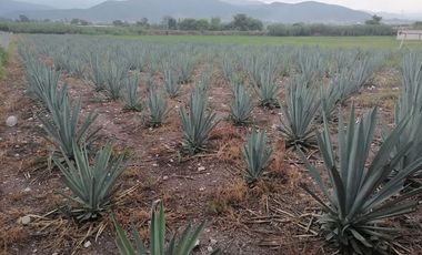 SE VENDE TERRENO EN SANTA MARIA EL TULE