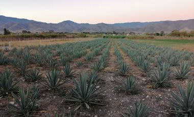 SE VENDE TERRENO EN SANTA MARIA EL TULE