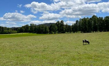 2 HA DE LINDAS PRADERAS EN SECTOR NANCAHUE, LONCOCHE